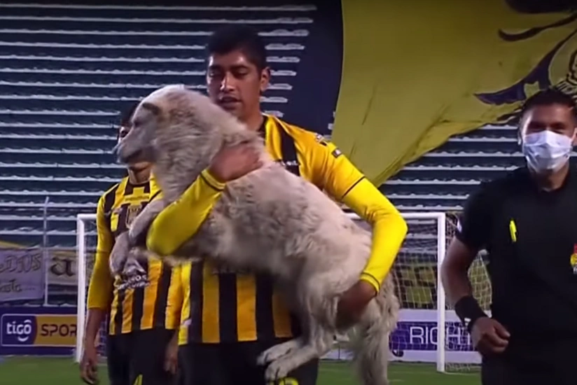 Собака выбежала на поле с бутсой в зубах