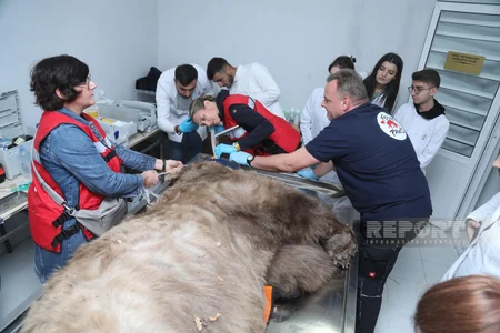 Altıağacda qonur ayılar peyvəndlənib