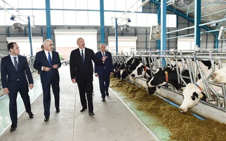 İsmayıllıda 1000 başlıq müasir heyvandarlıq kompleksinin açılışı olub