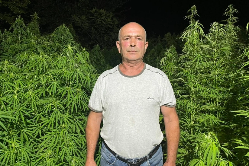 Xaçmazda 7 ton çətənə kolu qanunsuz dövriyyədən çıxarılıb - VİDEO