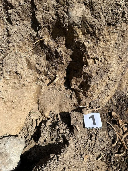 Human remains found in Khojaly