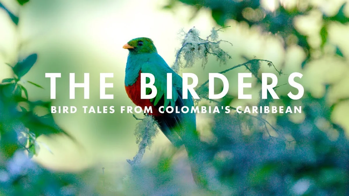 “The Birders: A Melodic Journey through Northern Colombia”