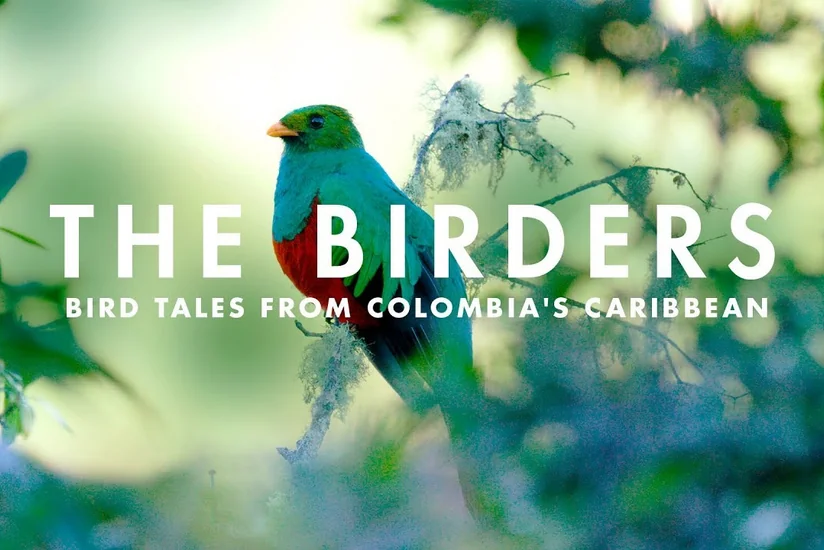 “The Birders: A Melodic Journey through Northern Colombia”