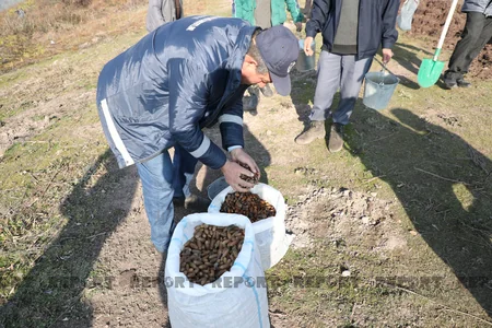 Qəbələnin yanğına məruz qalmış meşə sahəsinə ağac toxumları səpilib