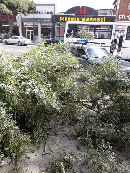 Bakıda güclü külək bir sıra fəsadlar törədib - FOTO - YENİLƏNİB