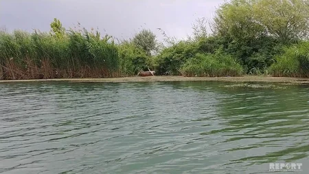 Рыболовная сеть, сброшенная в Куру в Мингячевире, наносит вред природе и спорту - ВИДЕО