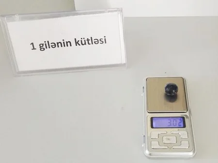 Qarabağın nadir üzüm sortları yenidən çoxaldılır
