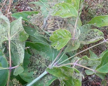Dövlət Fitosanitar Nəzarəti Xidməti Şabranda ağ kəpənək aşkar edib