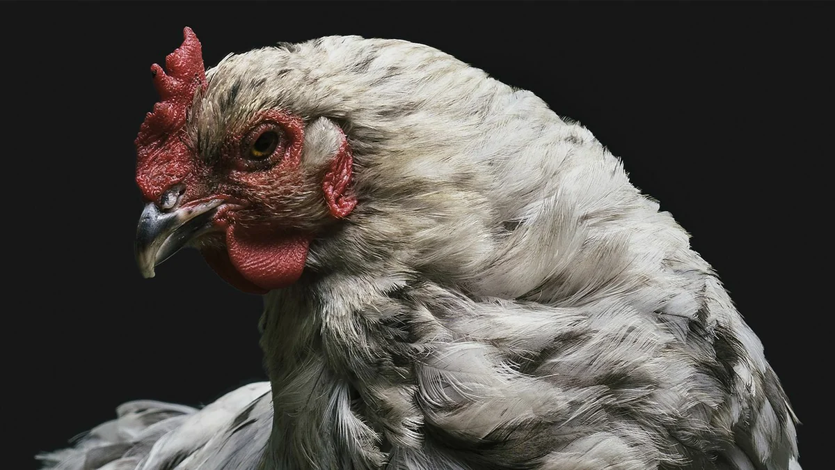 Qabonda quş qripi epidemiyası aşkarlanıb