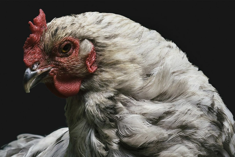 Gabon detects first case of bird flu since 2022