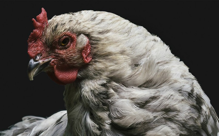 Gabon detects first case of bird flu since 2022