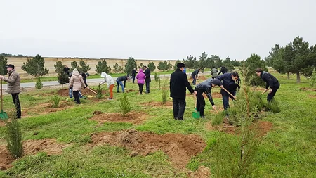 DTX əməkdaşları ağacəkmə aksiyası keçiriblər