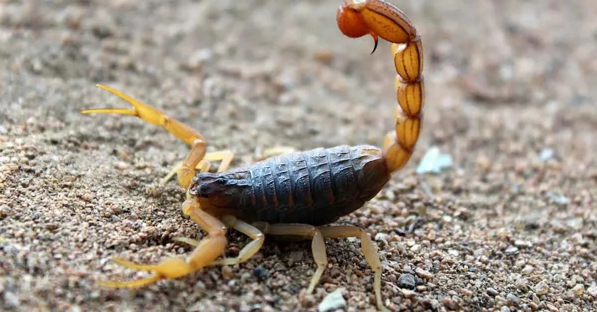 Göygöldə əqrəb sancan müəllim ölüb