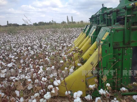 Yağışlı hava Biləsuvar və Cəlilabadda pambıqçılığa təsir etməyib