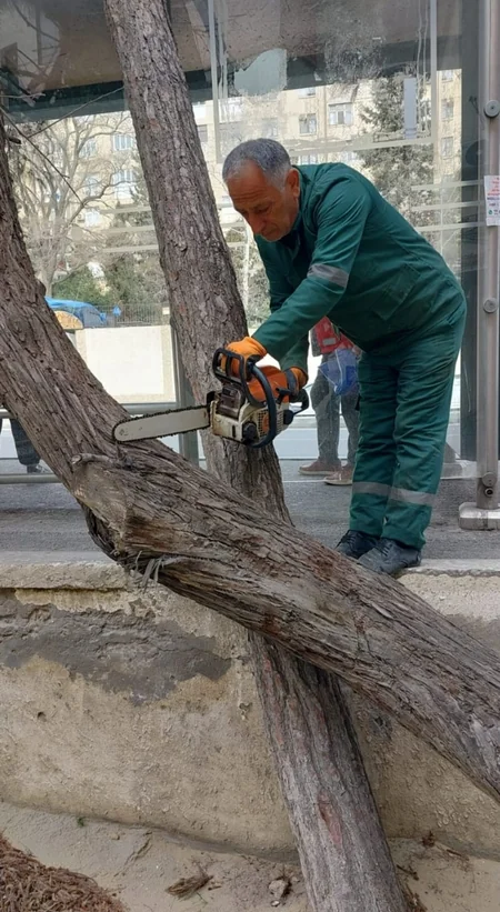 Güclü külək Bakıda 20 ağacı sındırıb