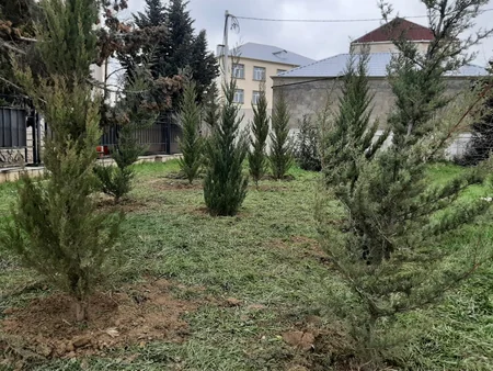 Bakıda kəsilən 6 sərv ağacının əvəzinə yeniləri əkilib