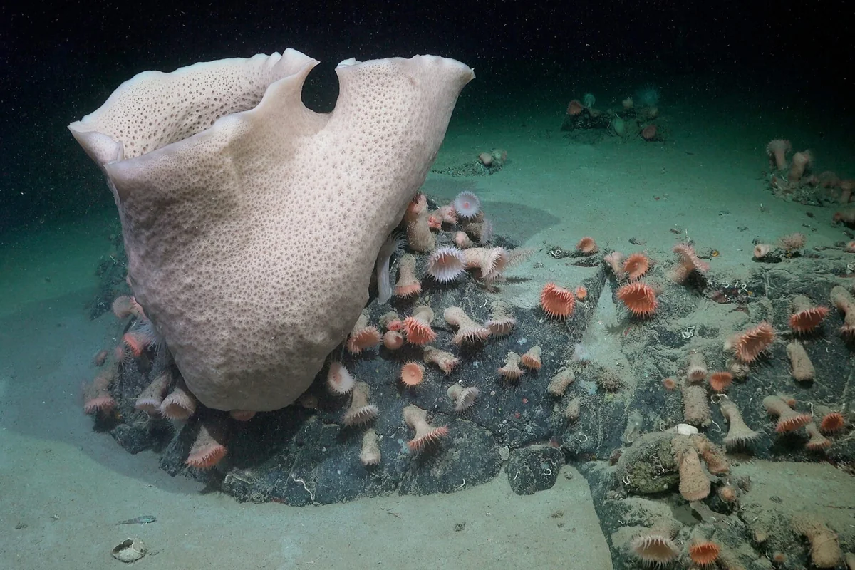 Stunning Antarctic sea creatures discovered after Iceberg breaks away