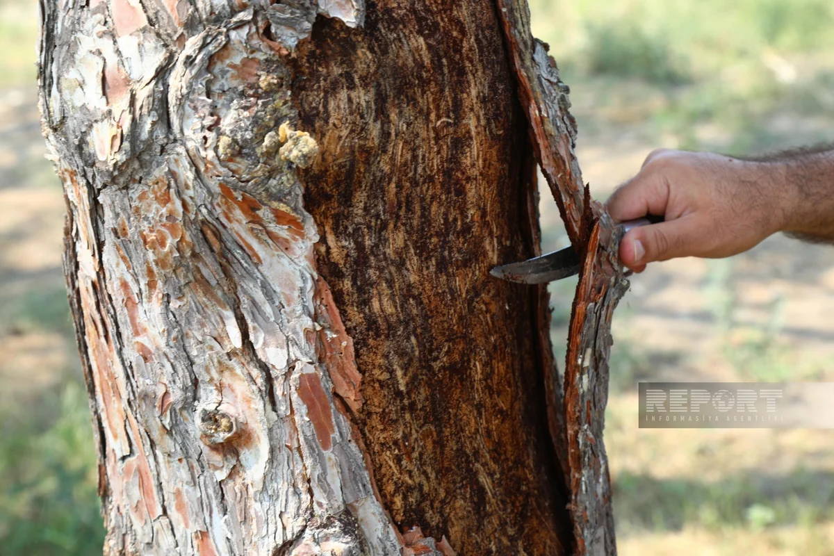 Yevlaxda 1000-dən artıq qurumuş Eldar şamı götürüləcək, yerində yeni yaşıllıqlar salınacaq