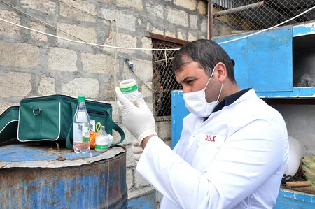 Gəncədə heyvanlar arasında iti yoluxucu xəstəliklərə qarşı profilaktik tədbirlər aparılır
