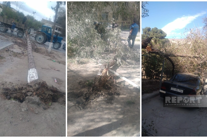 Güclü külək Sumqayıtda irigövdəli ağacları aşırıb