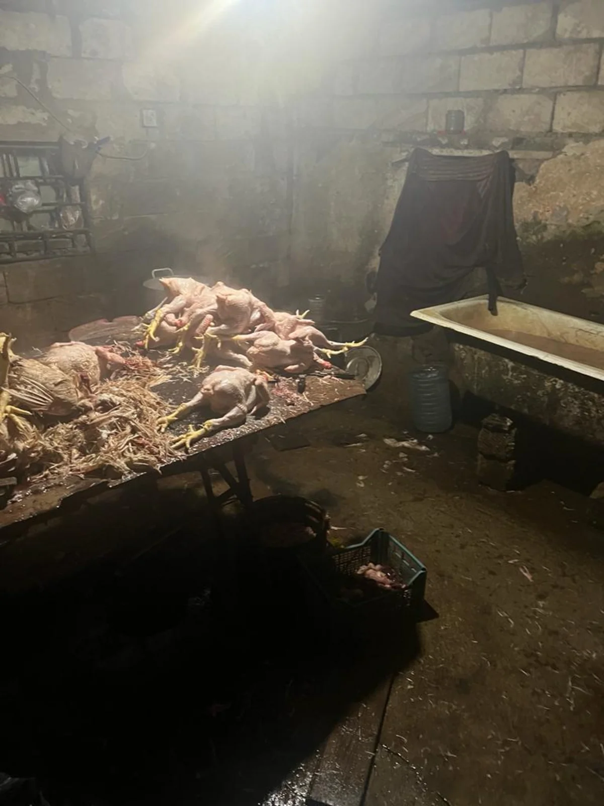 Masallıda toyuq kəsim sexinin işi məhdudlaşdırılıb
