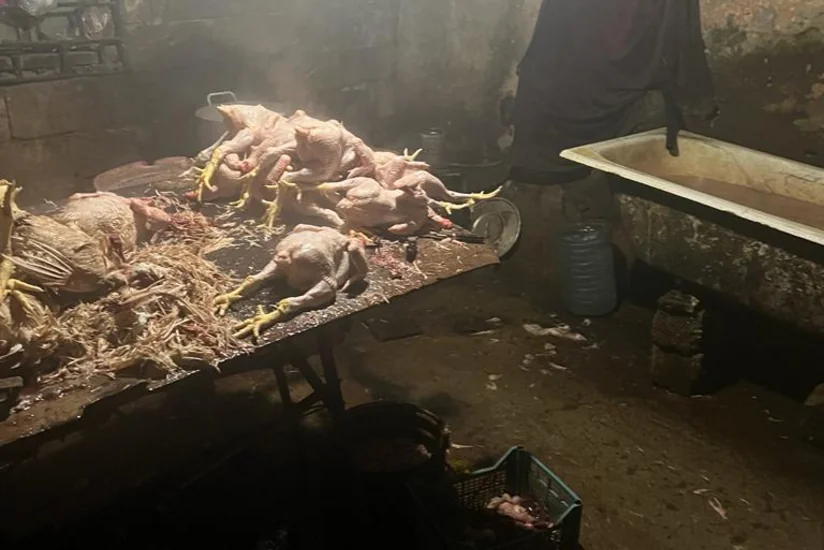 Masallıda toyuq kəsim sexinin işi məhdudlaşdırılıb