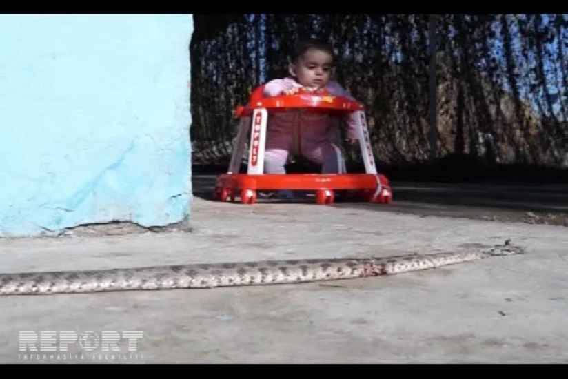 Ağdamda ilan sürüsü evlərə girib - FOTO