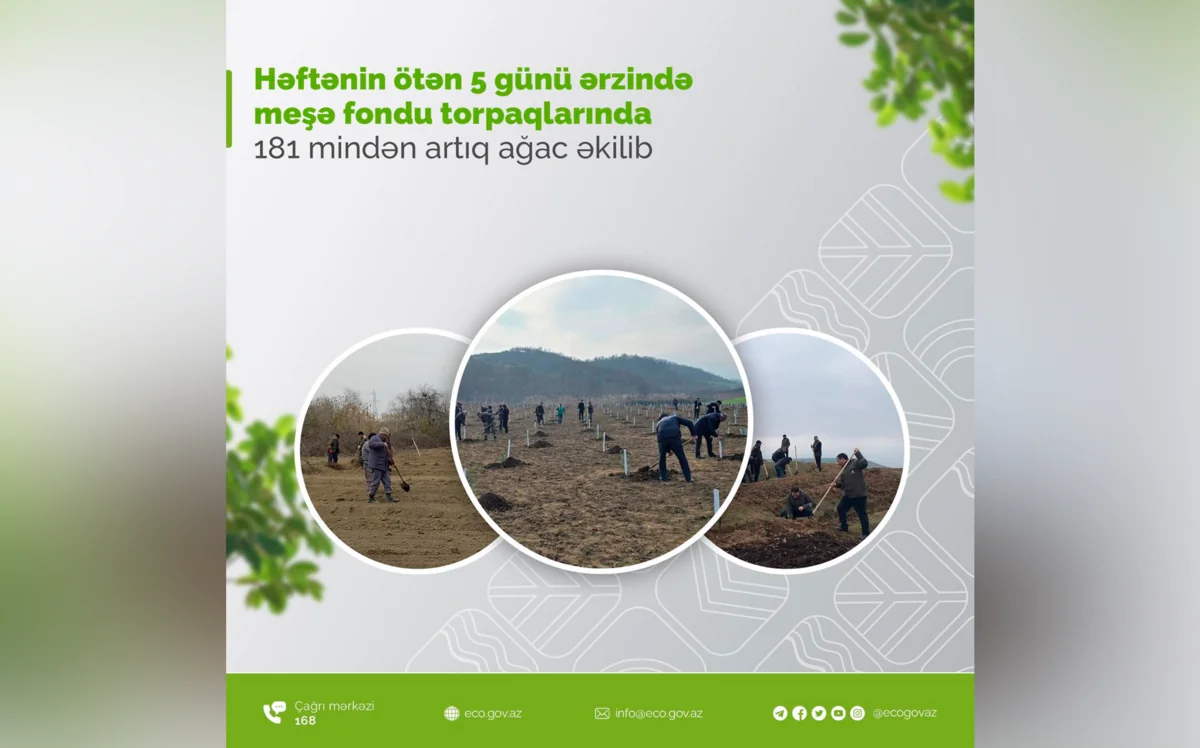Beş gündə meşə fondu torpaqlarında 181 mindən çox ağac əkilib