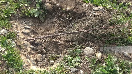 Cəlilabadda yol kənarında əkilən şam ağacları kütləvi şəkildə məhv edilib