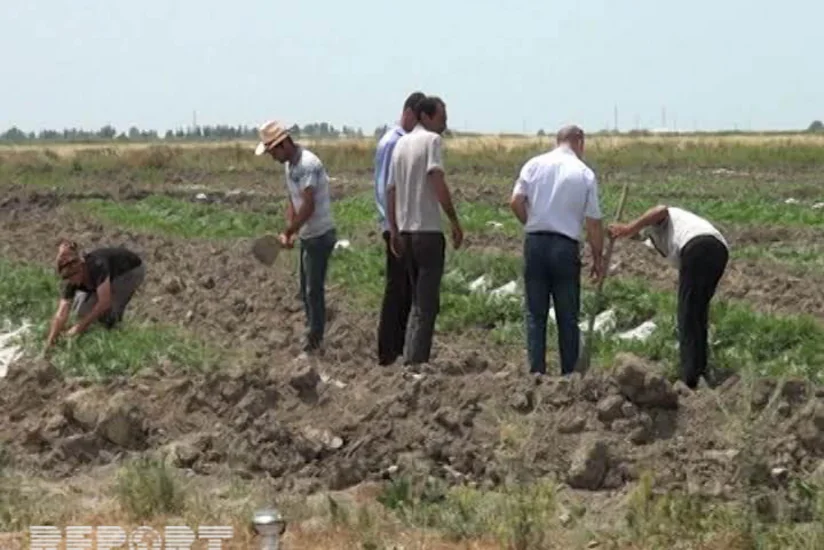 ​Kürdəmirdə bostan sahələri məhv ola bilər - FOTO
