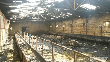 Ağcabədi rayonunda tövlə 20 baş heyvanla birgə yanıb - FOTO
