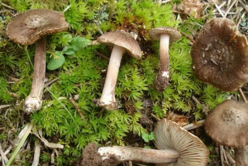 Gürcüstanda 3 nəfər göbələkdən zəhərlənib, onlardan 1-i ölüb