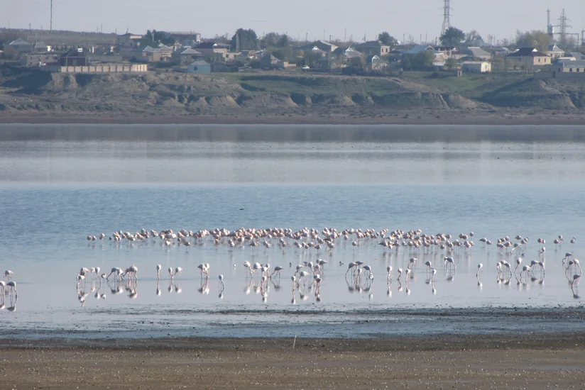 Hacıqabul gölünün bərpası üçün Milli Məclisdə komissiya yaradılır