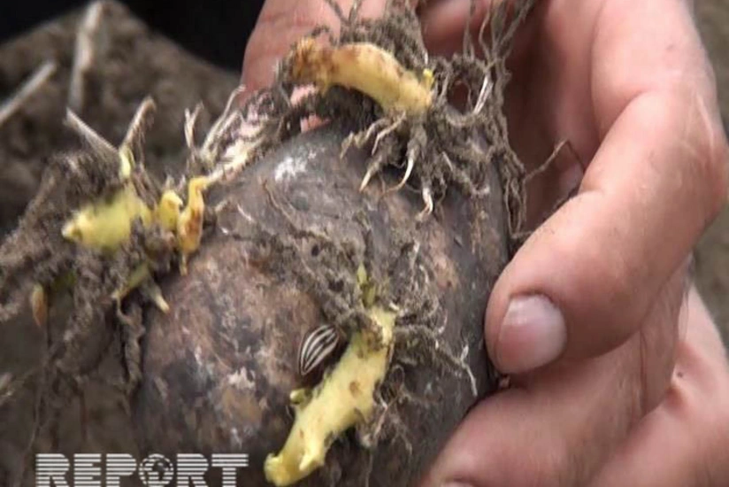 Tovuzda kartof sahələrində xəstəlik yayılıb - FOTO