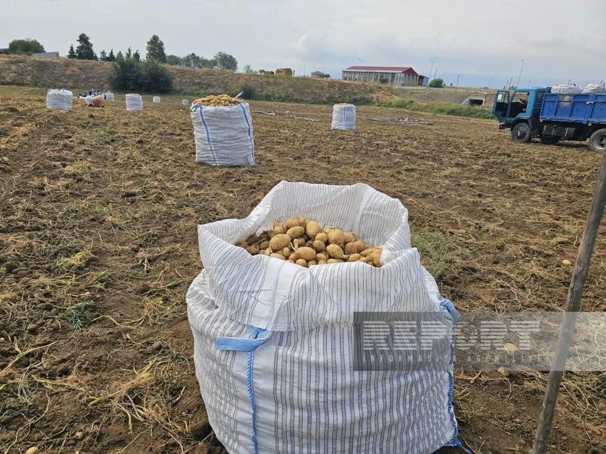 Şəmkirdə kartof yığımına başlanılıb