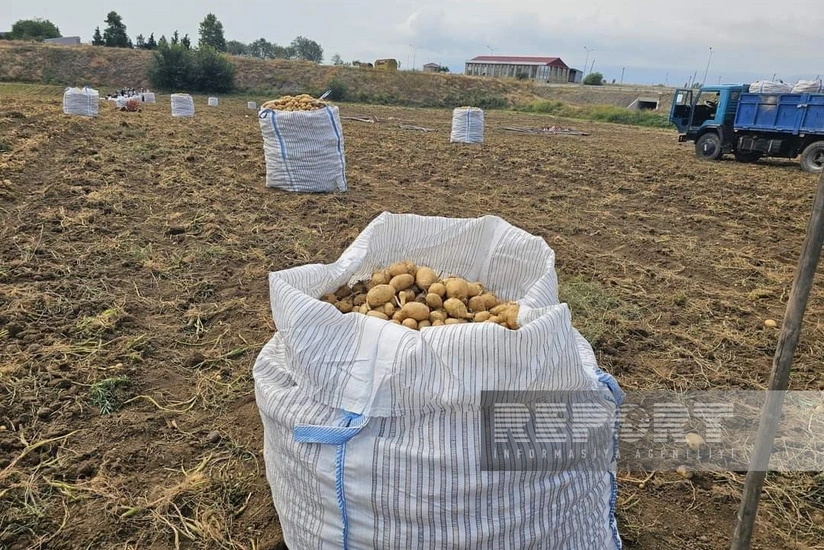 Şəmkirdə kartof yığımına başlanılıb