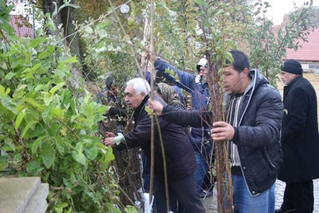 Respublika üzrə ümumilikdə 120 minə yaxın pulsuz ağac tingi paylanılıb