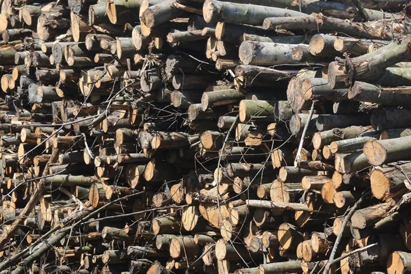 Azərbaycan I yarımildə Kuzbassdan 237 ton odun talaşı idxal edib