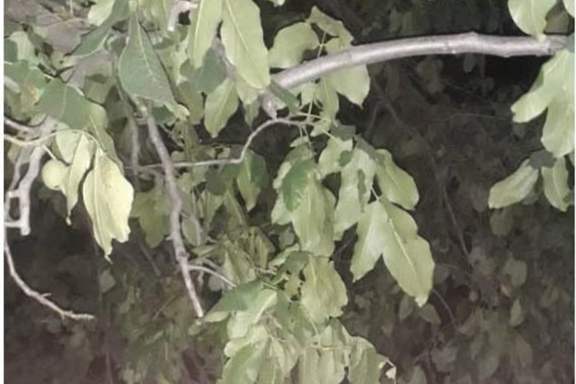 Сильный ветер на севере Азербайджана нанёс серьёзный урон сельскому хозяйству