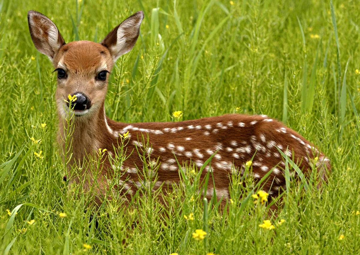 Azərbaycanın dəstəyi ilə Gürcüstanda ceyranların sayı 150-yə çatıb