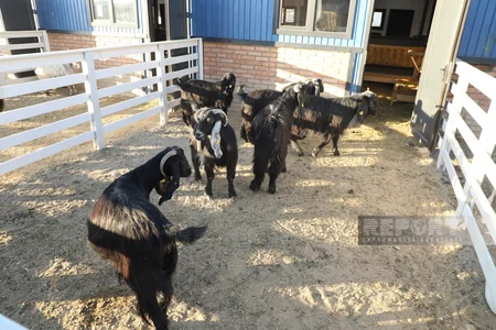 130 kq çəki, günə 6 litrə qədər süd - Laçındakı müasir keçi fermasından - REPORTAJ