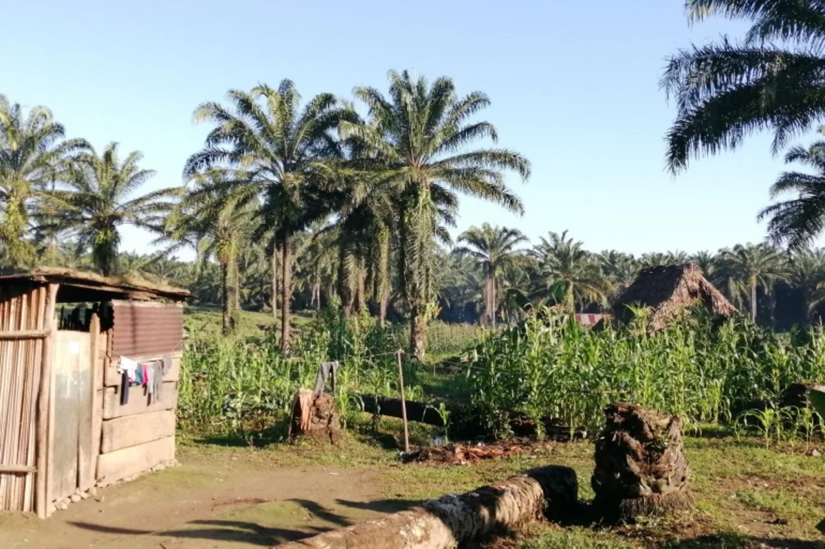 Qvatemalada torpaq mübahisəsi qarşıdurmaya səbəb olub, ölənlər var