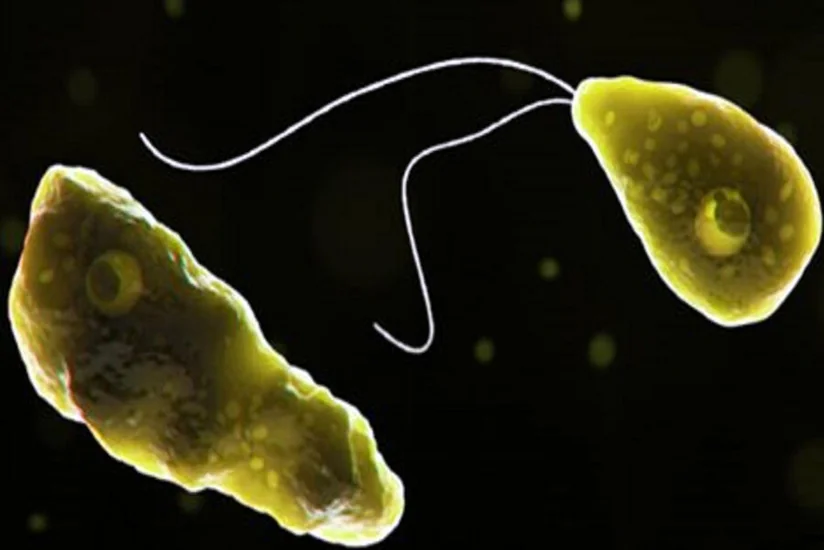 Pakistanda “beyin yeyən” parazitə 4-cü yoluxma qeydə alınıb