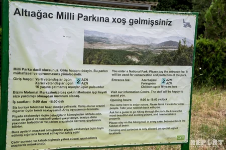 Bakıya ən yaxın böyük meşədən... - REPORTAJ