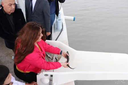Nərə balıqları Kür çayına buraxılıb