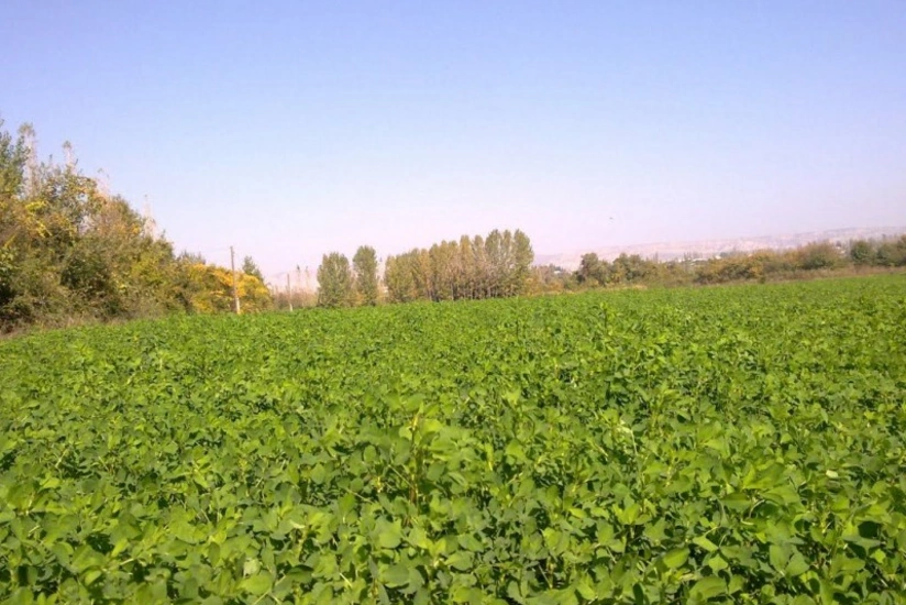 Azərbaycanda yonca sahələrinin sığortalanmasına başlanılıb