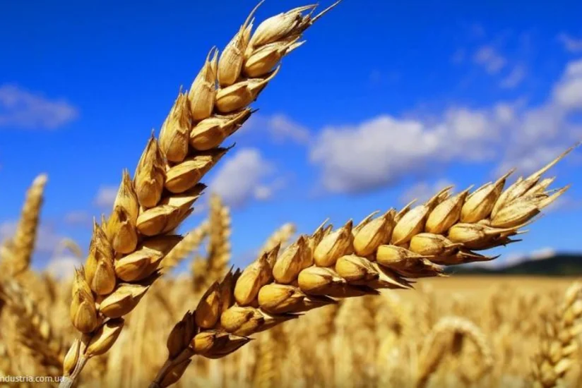 Azərbaycan Rusiyanın Omsk vilayətindən 17 min ton ərzaq buğdası idxal edib