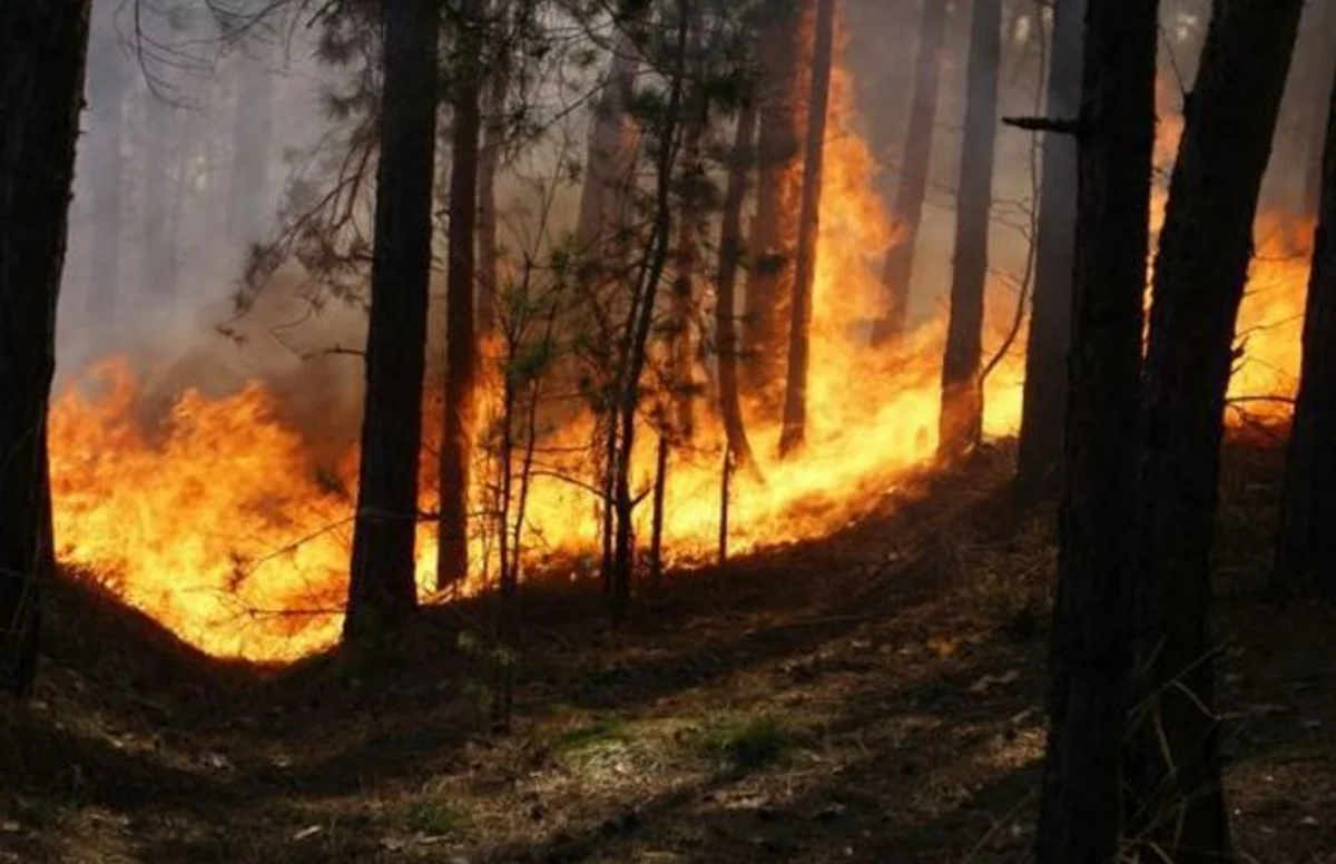 Qubada meşə yanğınının qarşısı alınıb