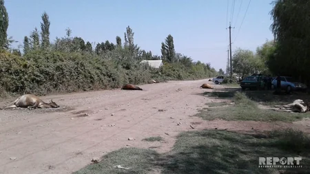 Ağdaşda dərmandan tələf olmuş heyvanlar küçənin ortasında qalıb - FOTO