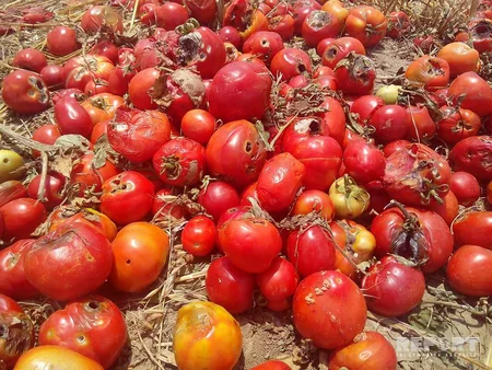 Masallıdakı tərəvəz sahələrində xəstəlik yayılıb